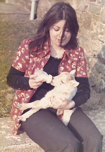 lambing